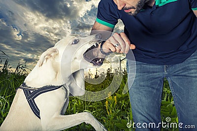 A dog is going to bite a man Stock Photo
