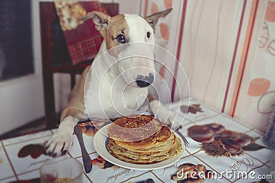 The dog is going to have breakfast Stock Photo