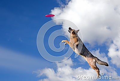 Dog is going to play disc Stock Photo