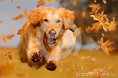 Dog, golden retriever jumping through autumn leaves Stock Photo