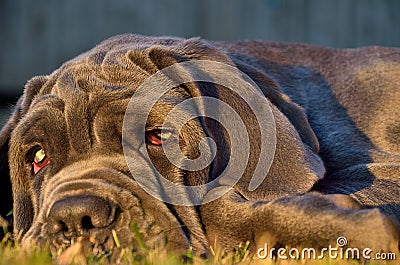 A dog with good eyes lies on the green grass Stock Photo