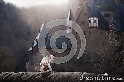 Dog at the gothic castle. A small terrier in a mystical place. Stock Photo