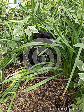 Dog grass growing love funny Stock Photo