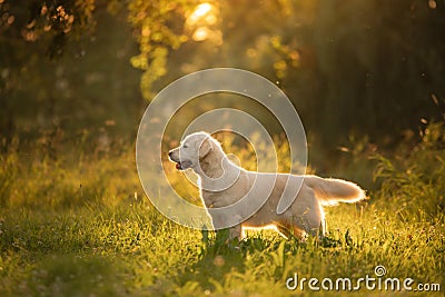 Dog on the grass in the park. Golden retriever in nature. Pet for a walk Stock Photo