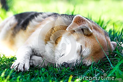 Dog in the grass Stock Photo