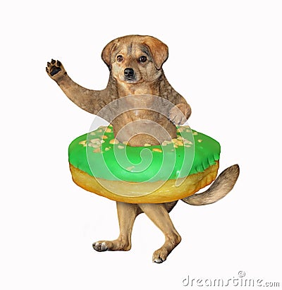 Dog with green donut on its waist Stock Photo