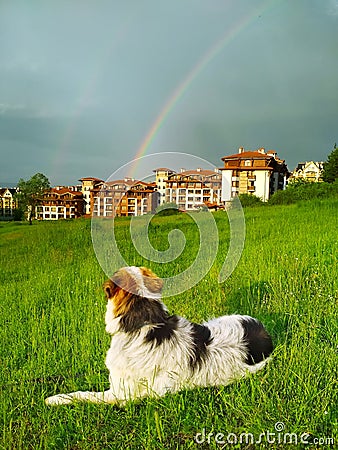 Dog in green grass looking rainbow Stock Photo