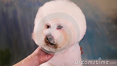 muzzle for bichon frise