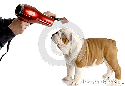 Dog grooming Stock Photo