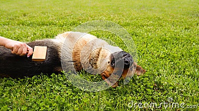 Dog grooming. The girl on the green grass is combing the fur of a German shepherd. A woman is caring for her German shepherd dog, Stock Photo
