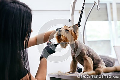 Dog Grooming At Pet Salon. Funny Dog Getting Haircut Stock Photo