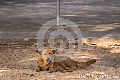 The dog on the ground Stock Photo