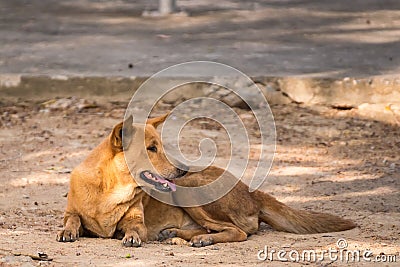 The dog on the ground Stock Photo