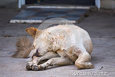 The dog on the ground Stock Photo