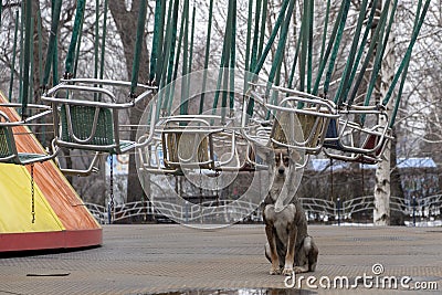 Dog is guarding carousel in entertaiment park Stock Photo