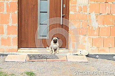 Dog guarding door Stock Photo