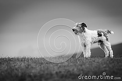 Dog guarding sheep Stock Photo