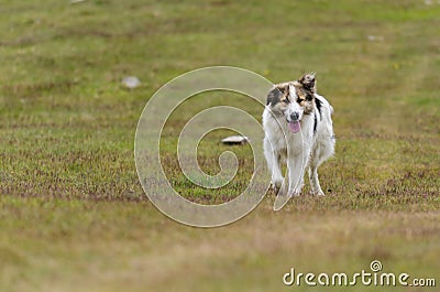 Dog guarding sheep Stock Photo