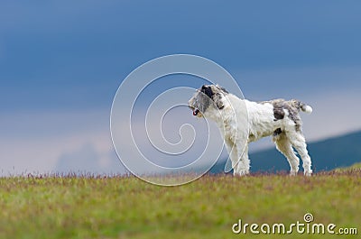 Dog guarding sheep Stock Photo