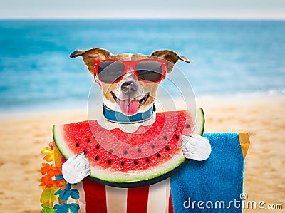 Dog on hammock or beach chair Stock Photo