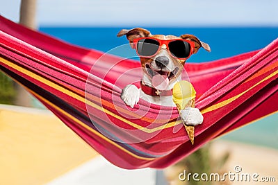 Dog on hammock in summer with ice cream Stock Photo