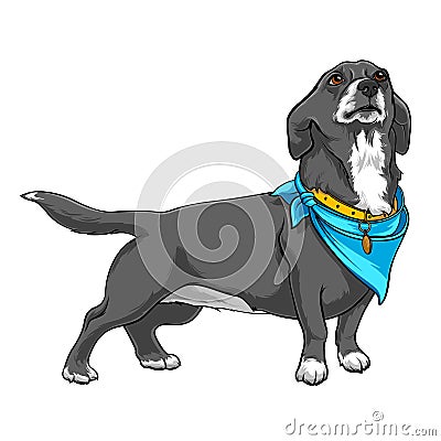 Dog with a handkerchief on the neck. Dog with a collar. A devoted dog looks up at the host. Contour Illustration Vector Illustration