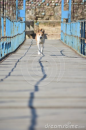 Dog in the hanging bridge Stock Photo