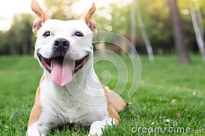 Dog happiness Stock Photo