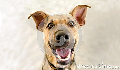 Dog Happy Funny Excited Hungry Laughing Face Copy Space Stock Photo