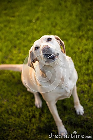 A dog is happy to be together with his owner while he plays in the park Stock Photo