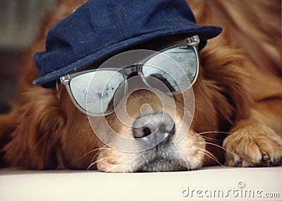 Dog in a Hat Stock Photo
