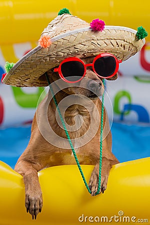 Dog in hat and glasses in a bright inflatable pool, concept of vacation and tourism, close-up of shooting Stock Photo