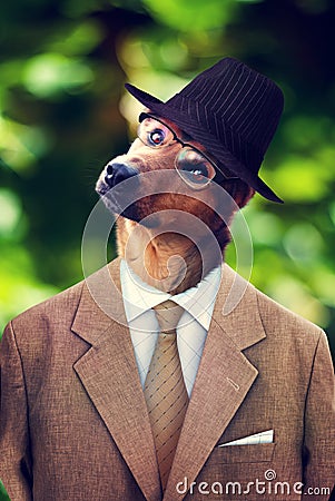 Dog in a hat and suit Stock Photo