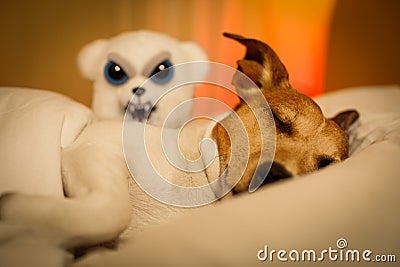 Dog having a nightmare or bad dream Stock Photo