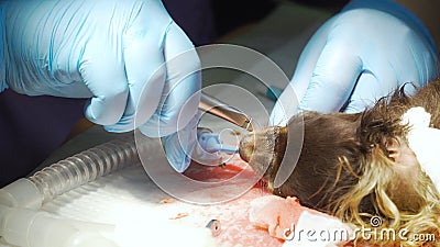 Dog teeth cleaning. Stock Photo