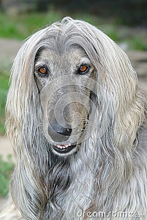 Dog head of afghan hound Stock Photo