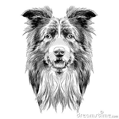 Dog head breed border collie Vector Illustration