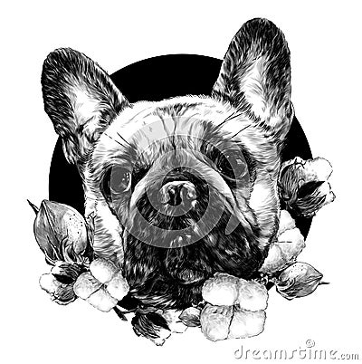 Dog head breed pug in a circle on the background of a composition of flowers and leaves of cotton Vector Illustration