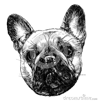 Dog head breed pug full face Vector Illustration