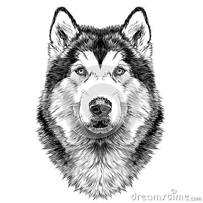 Dog head symmetry sketch vector graphics Vector Illustration