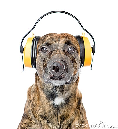 Dog with headphones for ear protection from noise. isolated on w Stock Photo