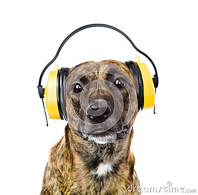 Dog with headphones for ear protection from noise. isolated Stock Photo