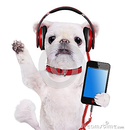 Dog headphones. Stock Photo