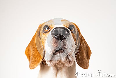 Dog headshoot isolated against white background Stock Photo