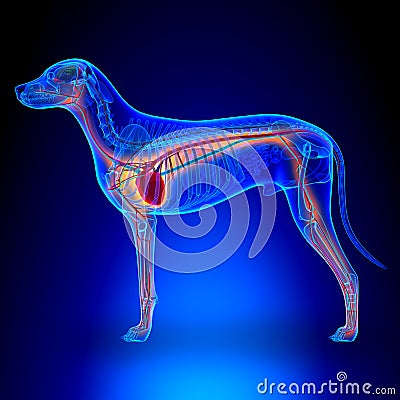 Dog Heart - Anatomy of Circulatory System Stock Photo