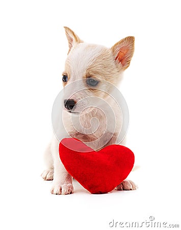 Dog with heart Stock Photo