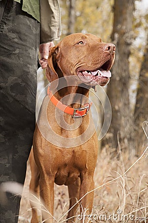 Dog at heel in forest Stock Photo