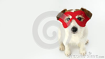 DOG HERO COSTUME. LITTLE JACK RUSSELL WEARING A RED MASK FOR CARNIVAL, HALLOWEEN PARTY. TOP VIEW. ISOLATED AGAINST WHITE Stock Photo