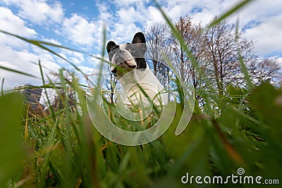 The dog hides in the grass and looks out with interest Stock Photo