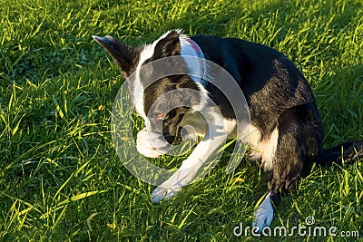 the dog hides his muzzle with his paw Stock Photo